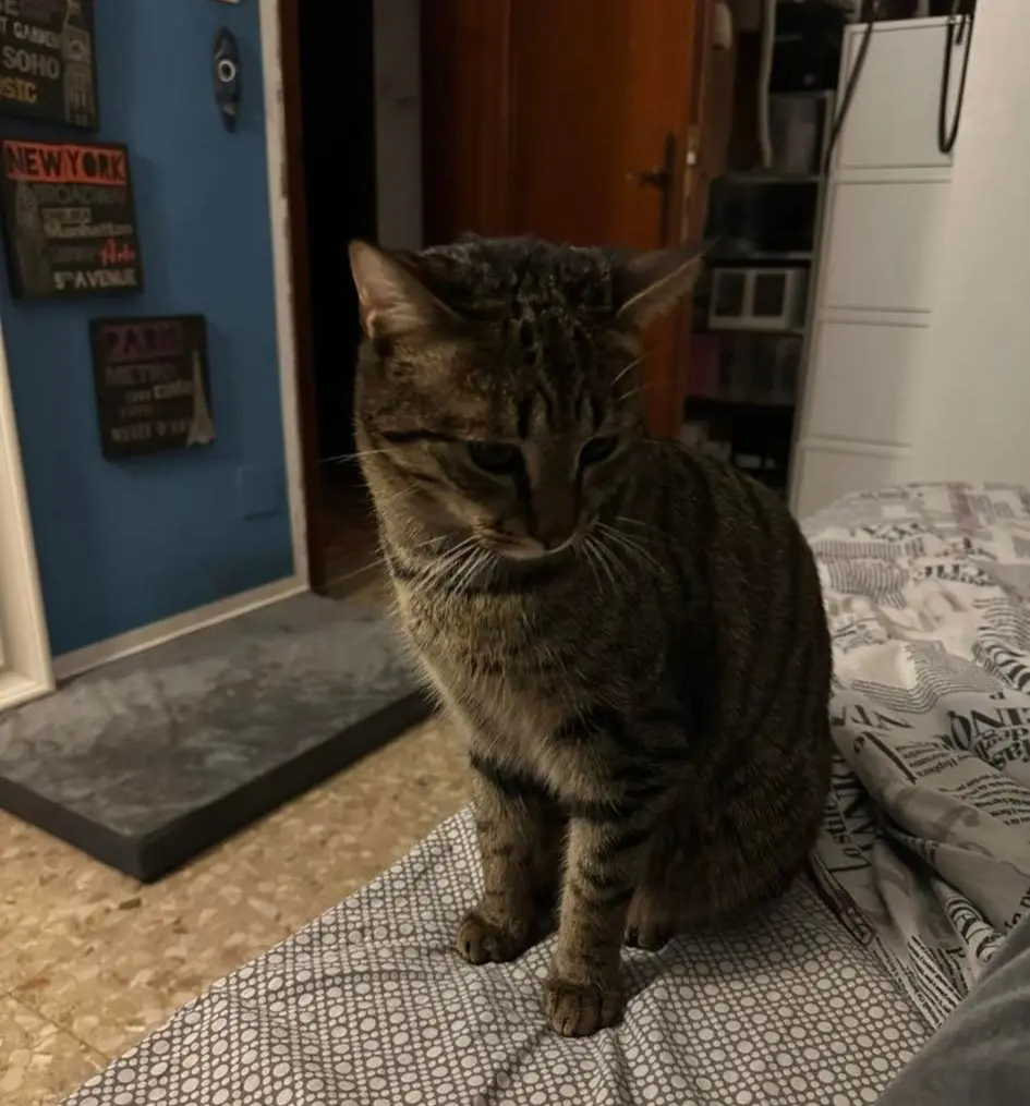 gatto lost   37010 Pastrengo Tommy