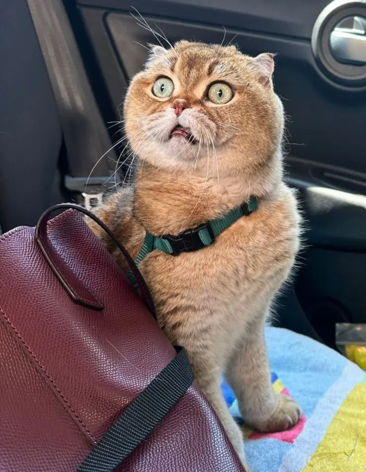 gatto lost   01016 Tarquinia Gastone