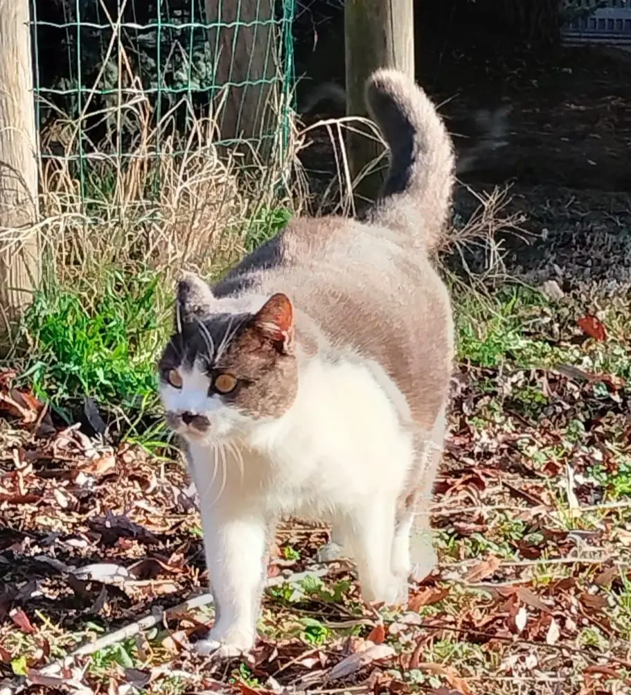 gatto reunited    Saint-Christophe Ado detto muni