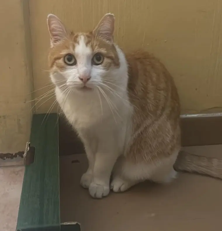 gatto reunited  Place Innocenzo Manzetti 11100 Aoste Kekko