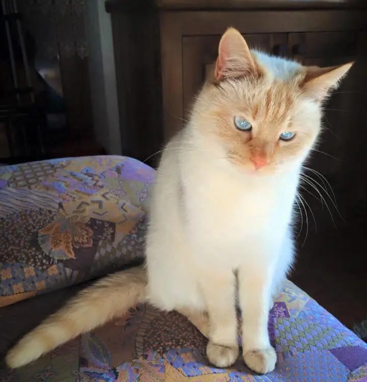 gatto reunited  Place Innocenzo Manzetti 11100 Aoste Ted