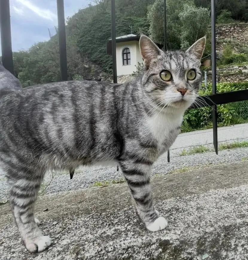 gatto reunited   11029 Verrès Chacky