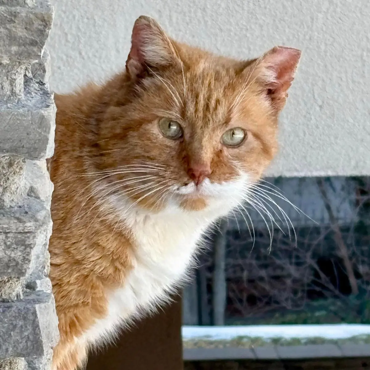 gatto reunited   11013 Courmayeur Oscar