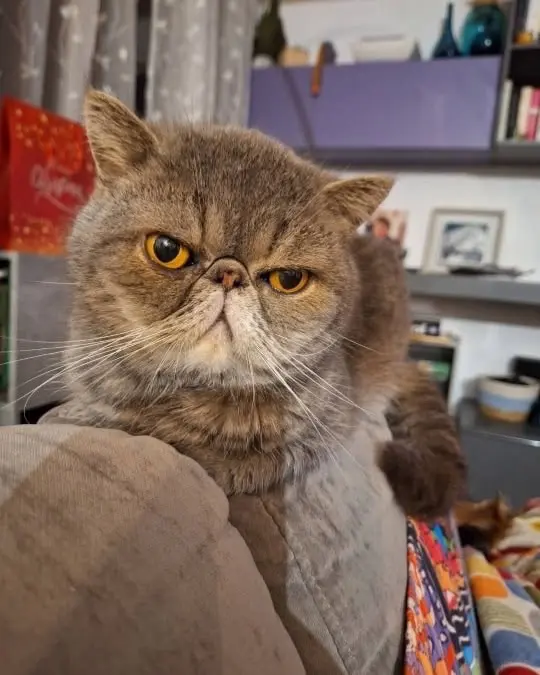 gatto reunited   60019 Senigallia Charlie