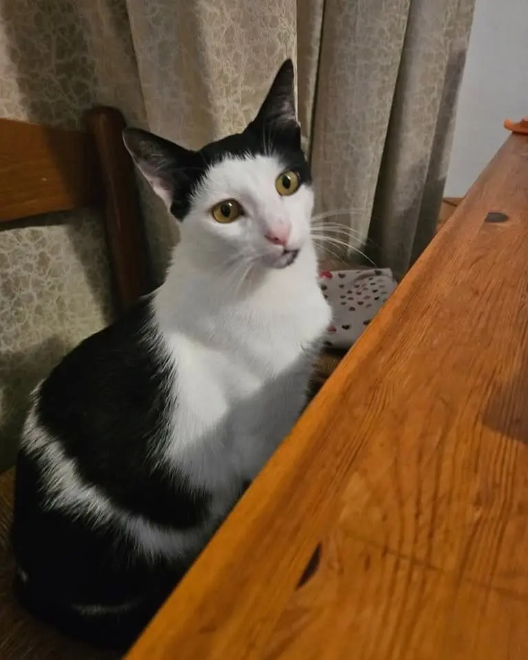 gatto reunited    Jesi Crimi