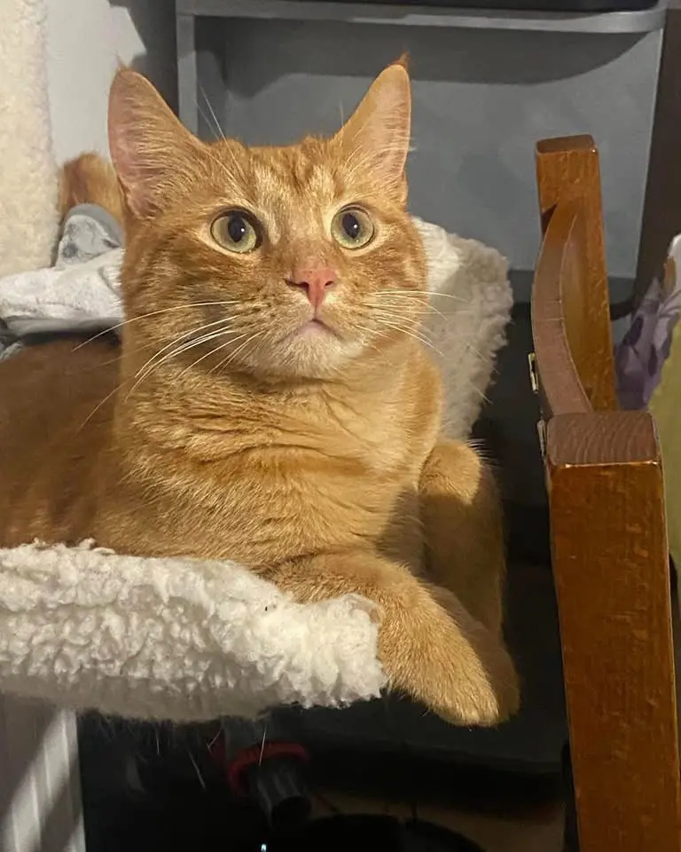 gatto reunited    Jesi Matisse