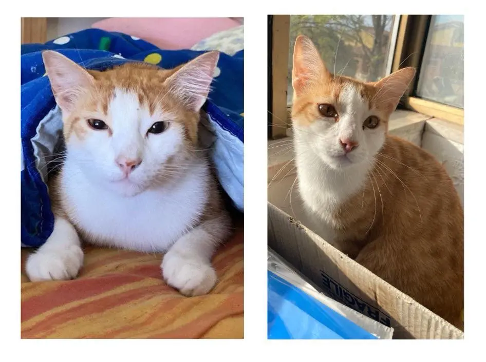 gatto reunited  Via Circonvallazione 60033 Chiaravalle Red