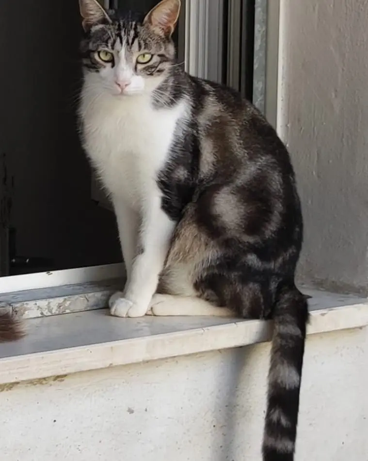 gatto reunited    Jesi Rio