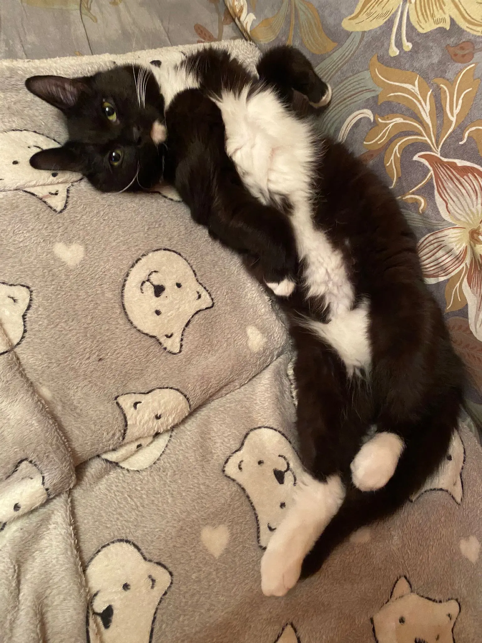 gatto reunited   14100 Asti Silvestro