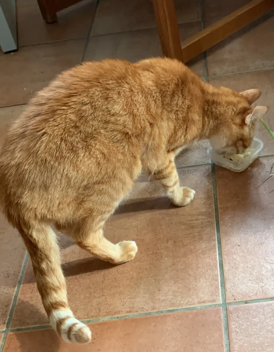 gatto reunited   14012 Ferrere Oliver