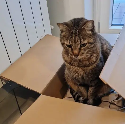 gatto reunited   24121-24129 Bergame Marvin