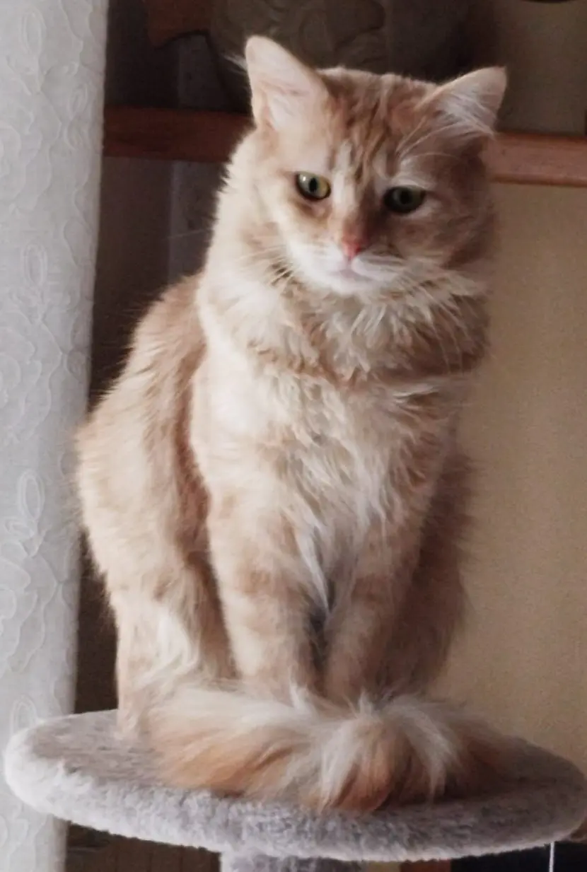 gatto reunited   24121-24129 Bergame Sirio