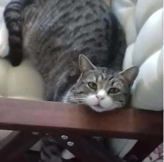 gatto reunited    Casirate d'Adda Burian