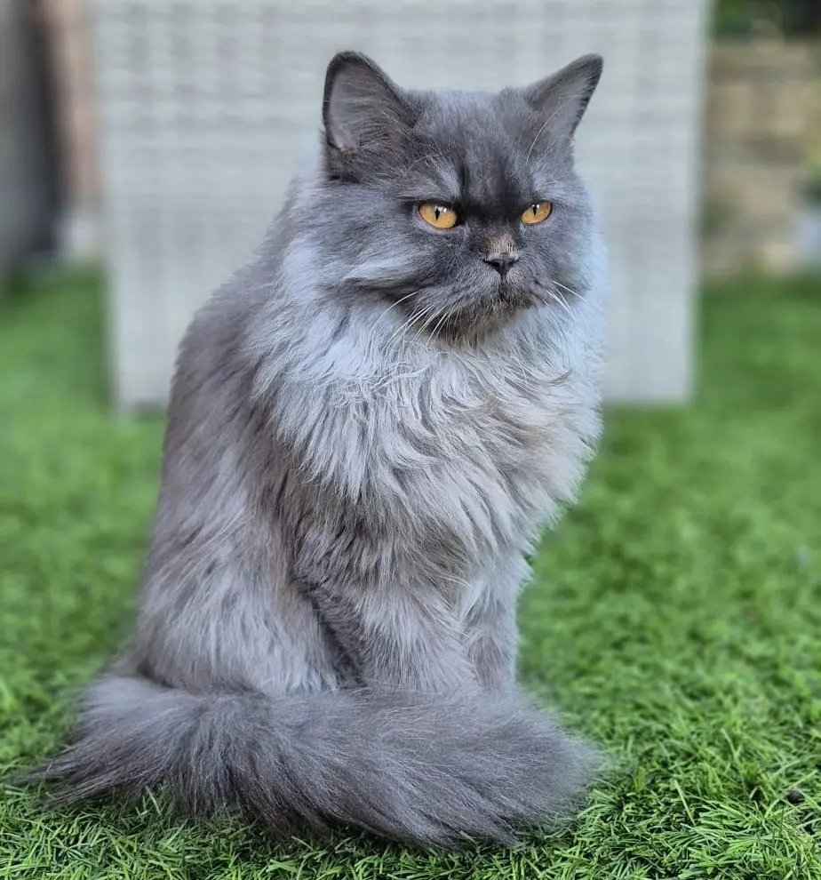 gatto reunited    Calvenzano Leo