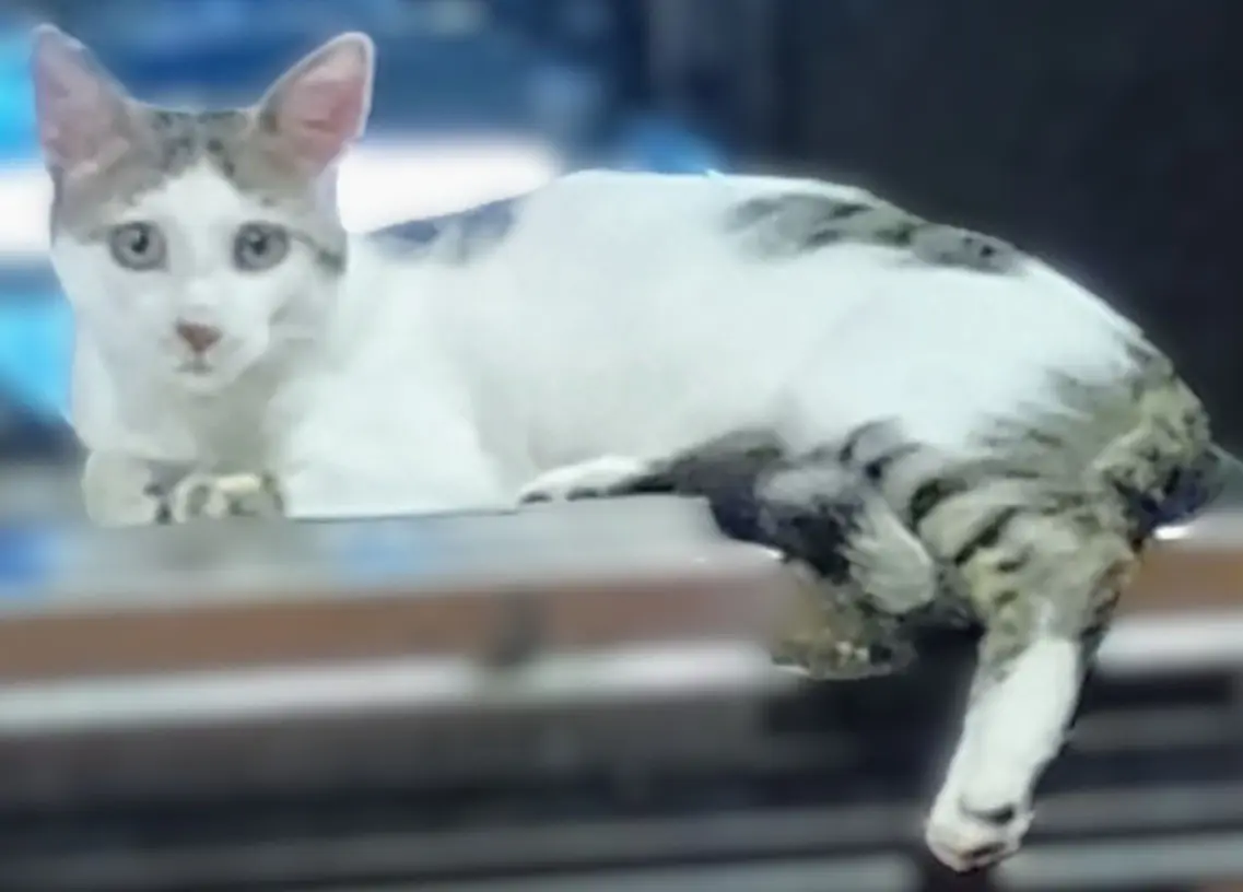 gatto reunited   24010 Sorisole Rollo