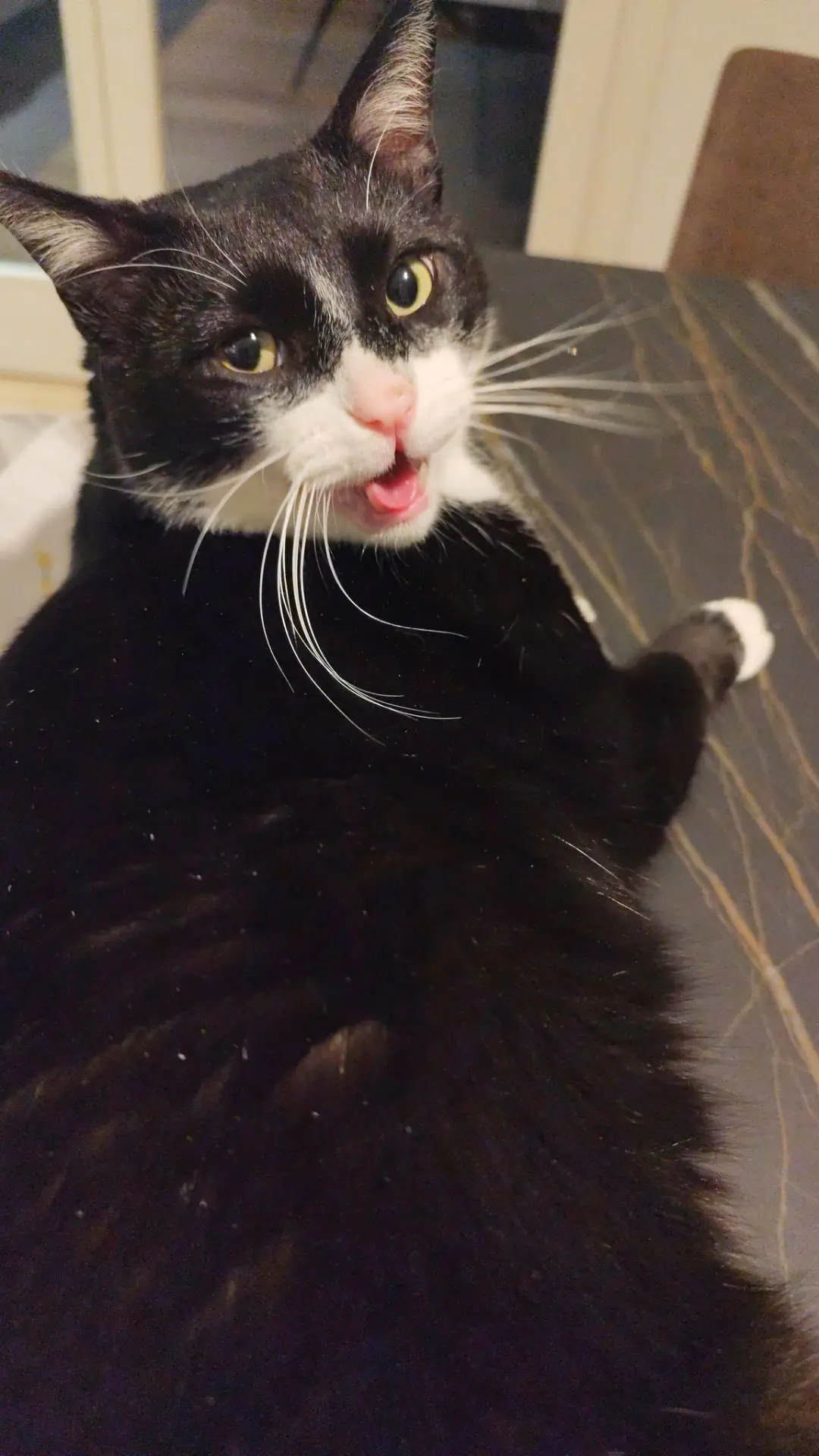 gatto reunited   24048 Treviolo Romeo