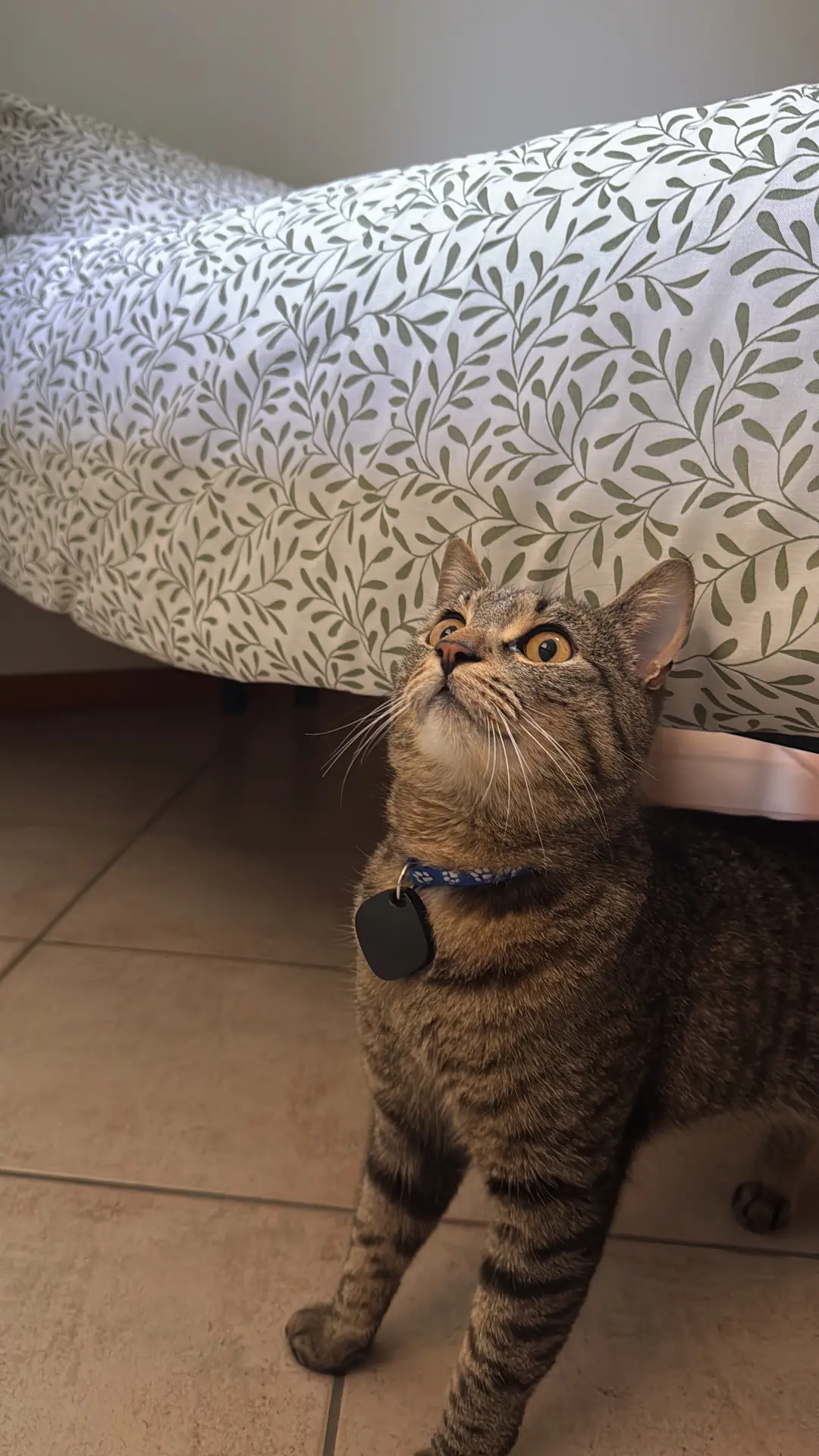 gatto reunited   24027 Nembro Thor