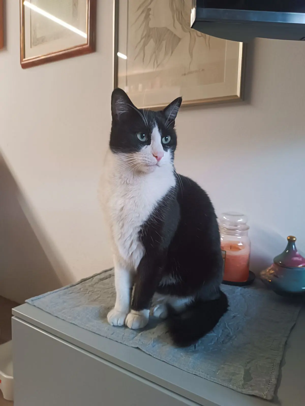 gatto reunited   32032 Feltre Martino