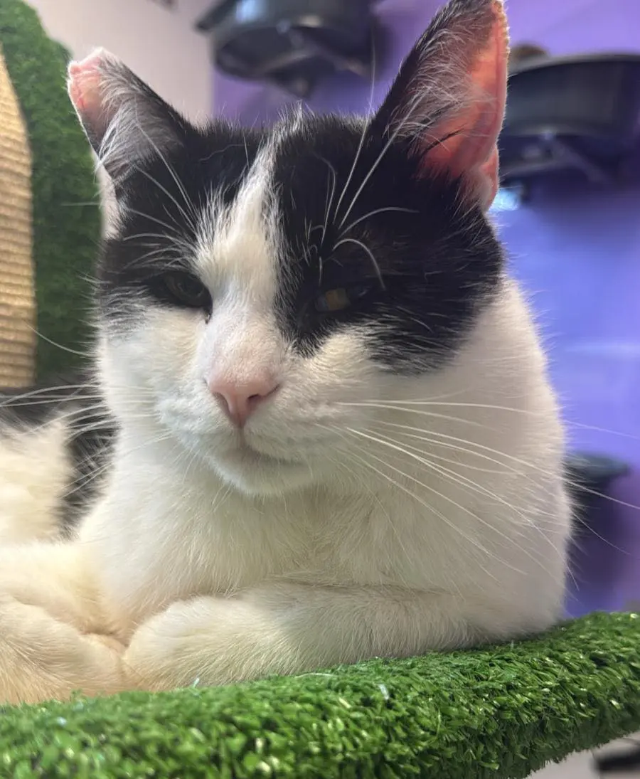 gatto reunited   25070 Caino Serafino