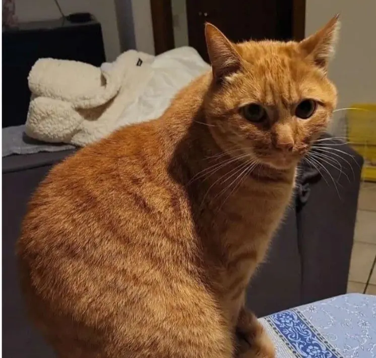 gatto reunited   25011 Calcinato Tigro