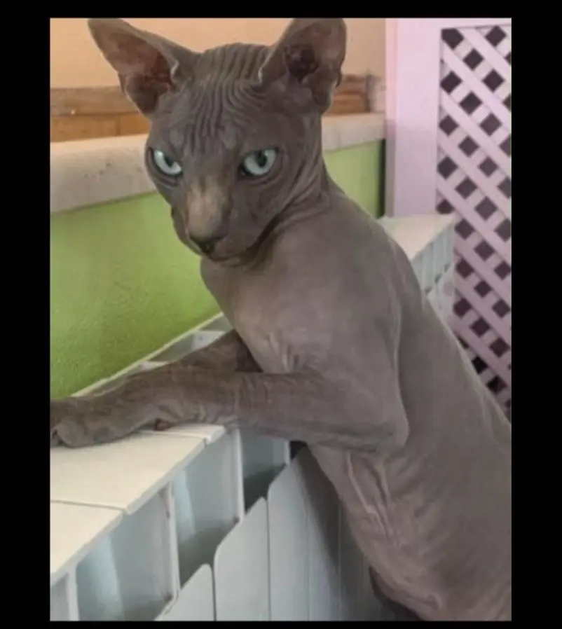 gatto reunited   09045 Quartu Sant'Aleni/Quartu Sant'Elena Atomo