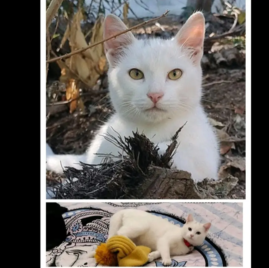 gatto reunited   09040 Maracalagonis Bianchino