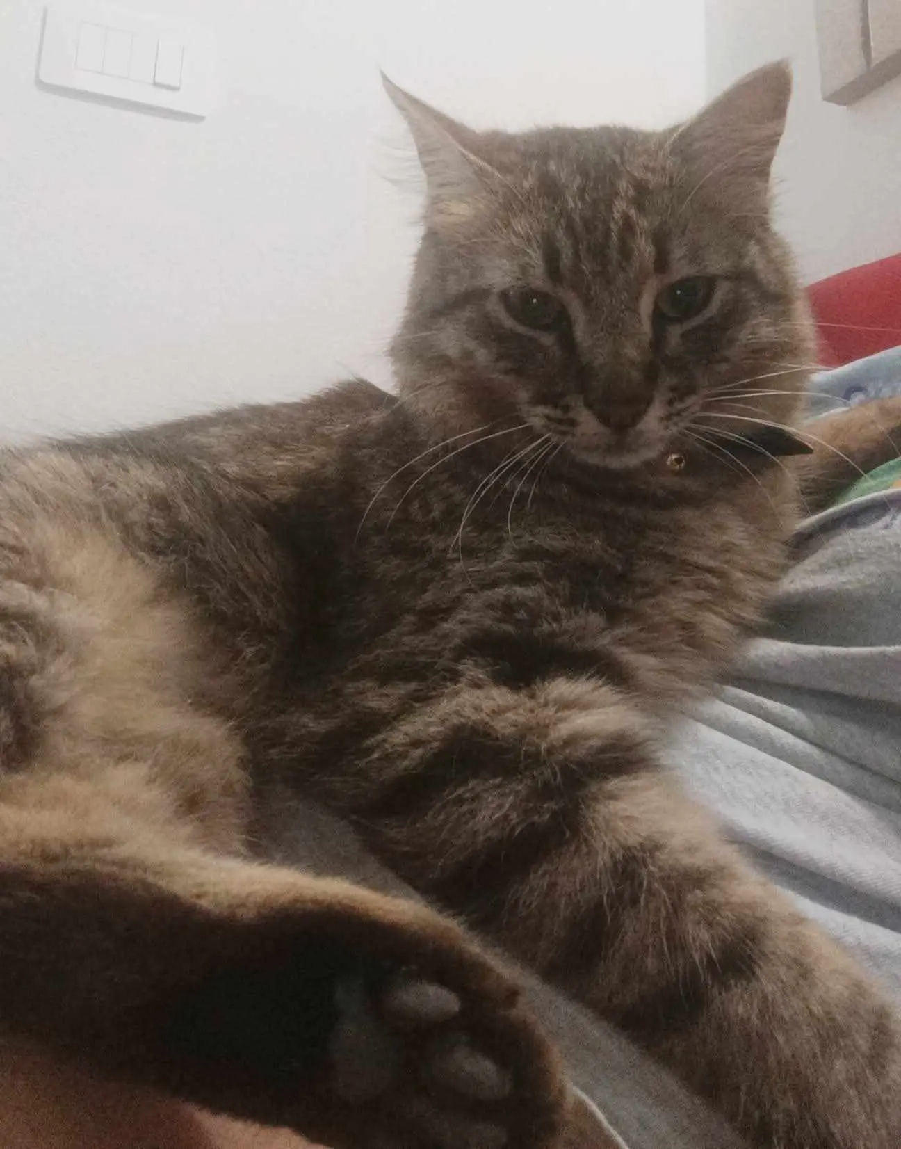 gatto reunited    Cagliari Gastone