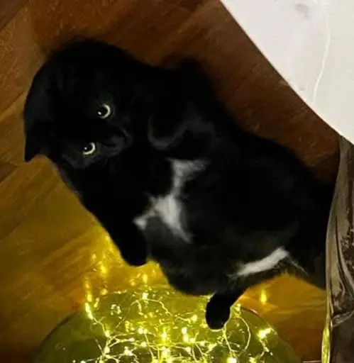 gatto reunited    Cagliari Shiro