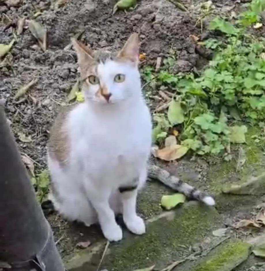 gatto reunited    Cagliari Tommy