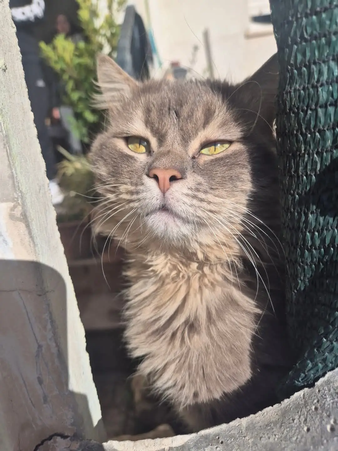 gatto reunited   09032 Assèmini/Assemini Charlie