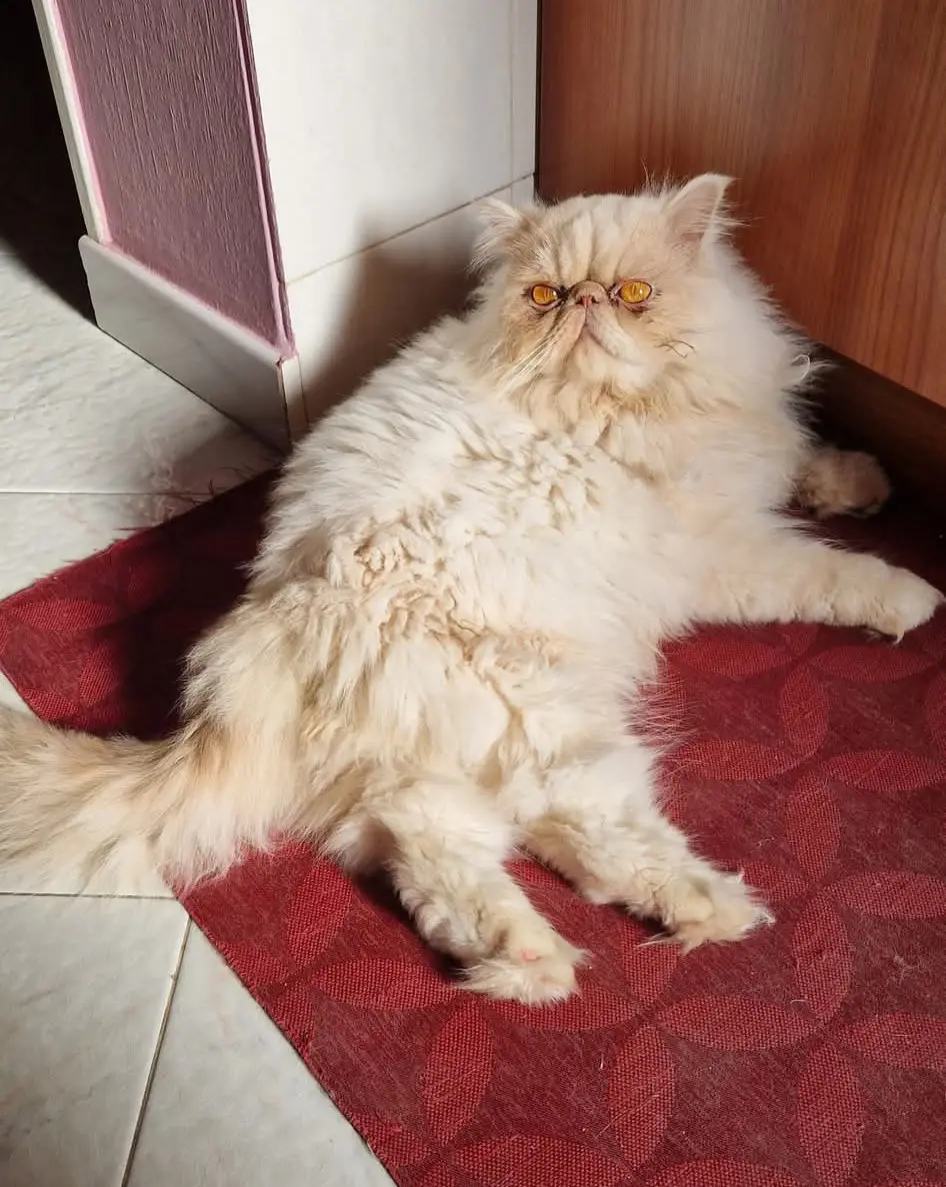 gatto reunited   09068 Uda/Uta Dobby