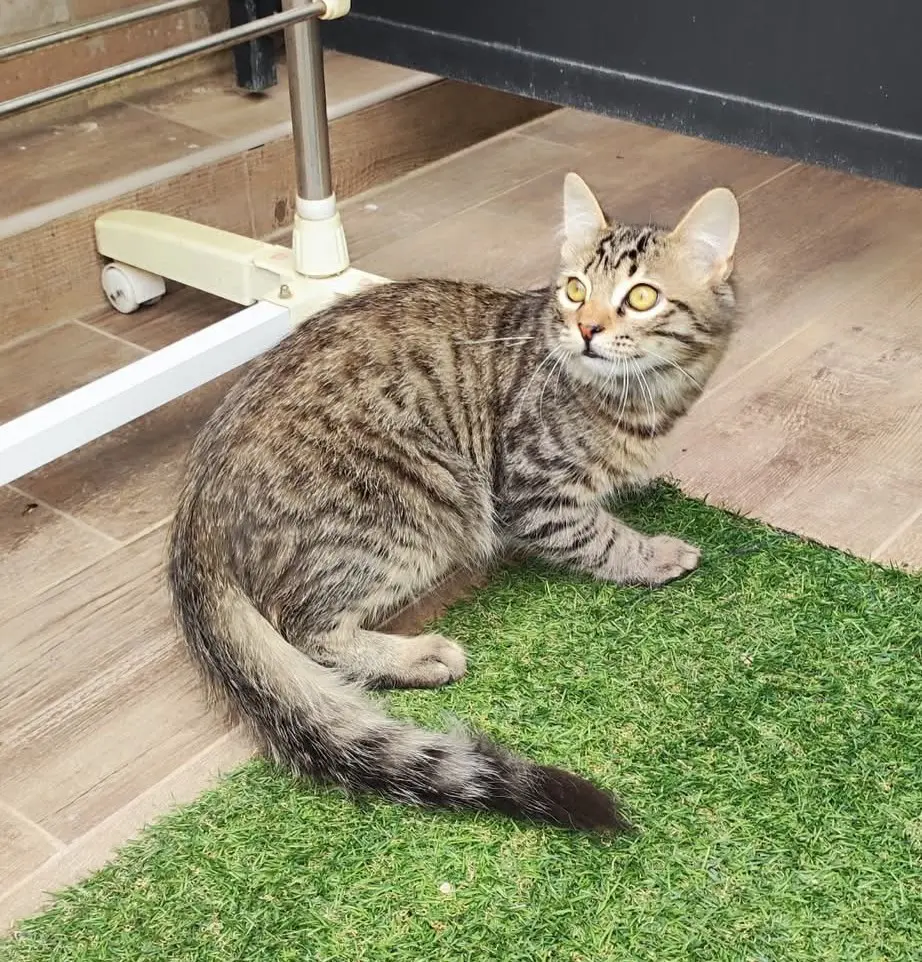 gatto reunited   09042 Paùli/Monserrato Eros