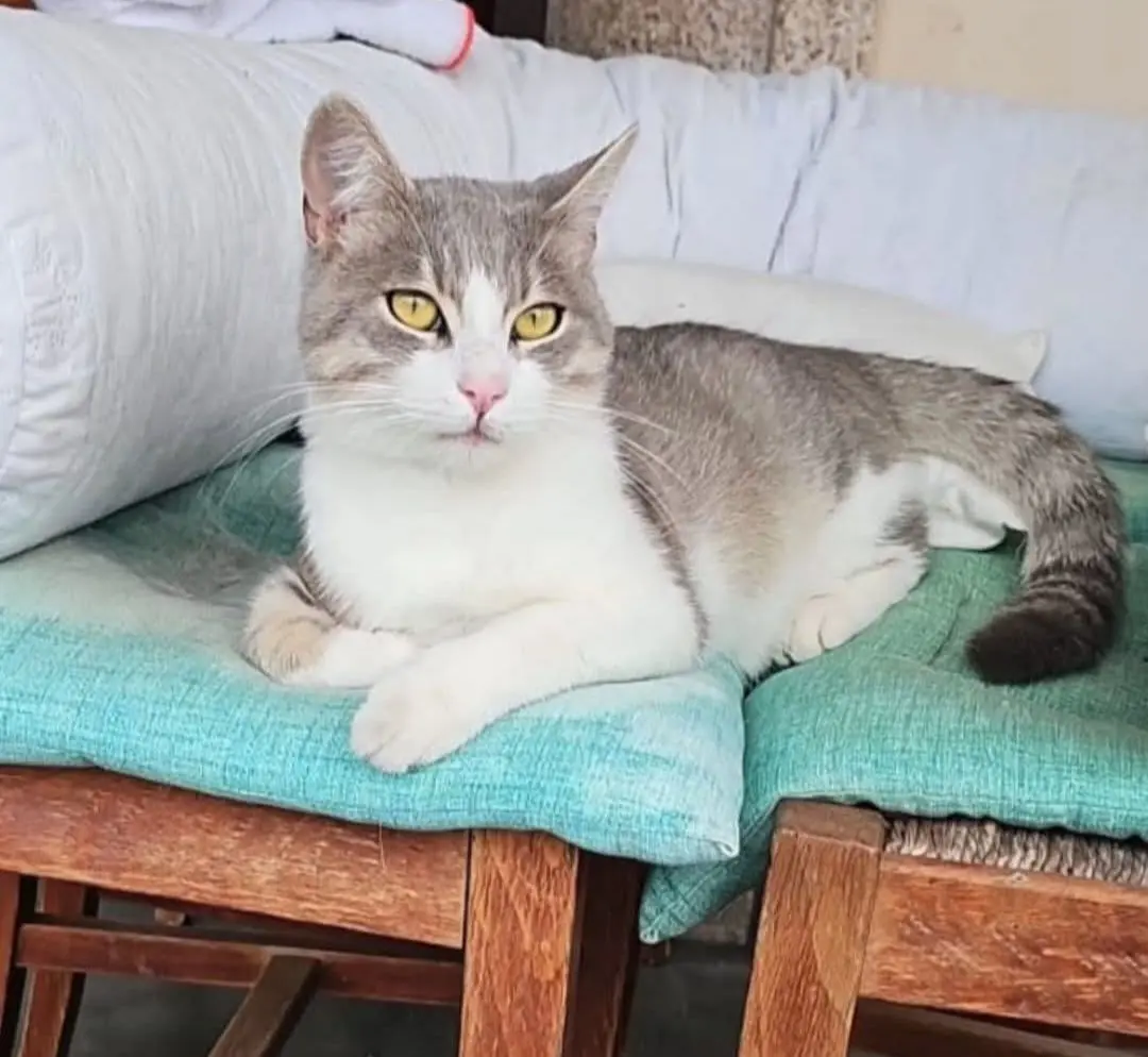 gatto reunited   09045 Quartu Sant'Aleni/Quartu Sant'Elena Ezra