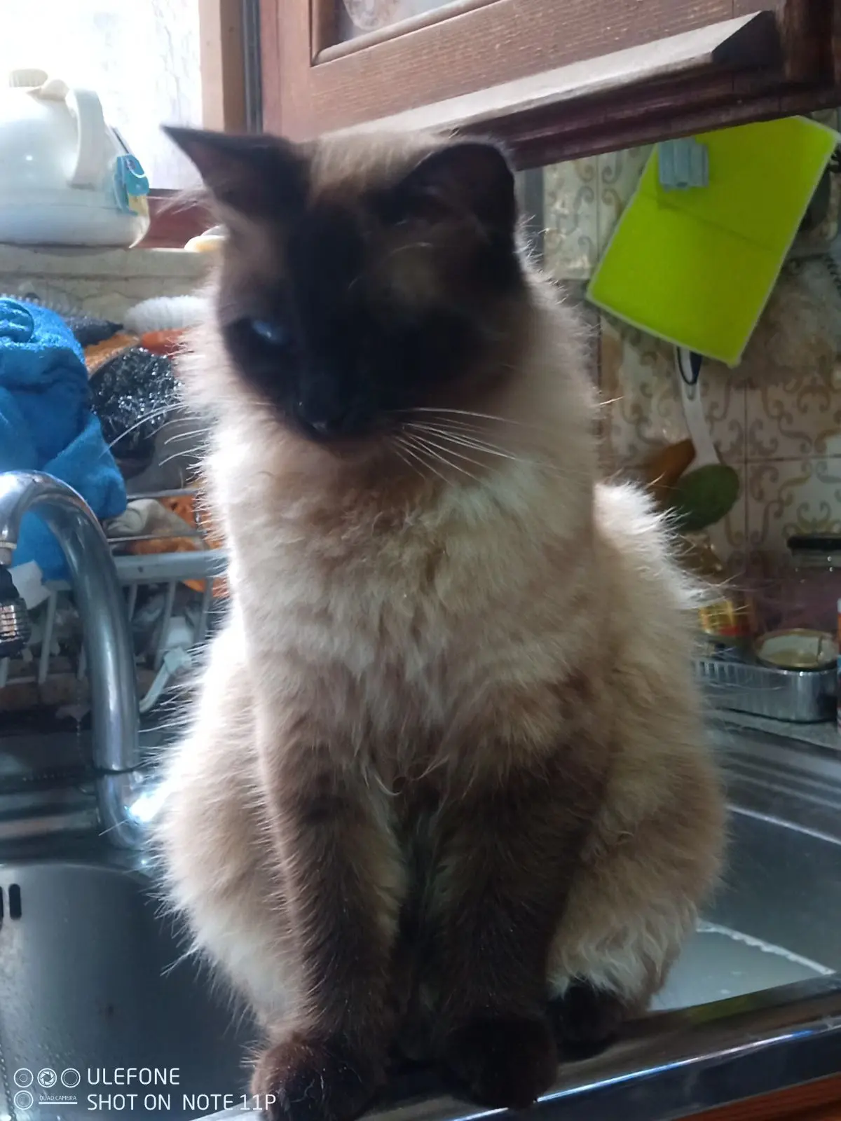 gatto reunited   09042 Paùli/Monserrato Floh