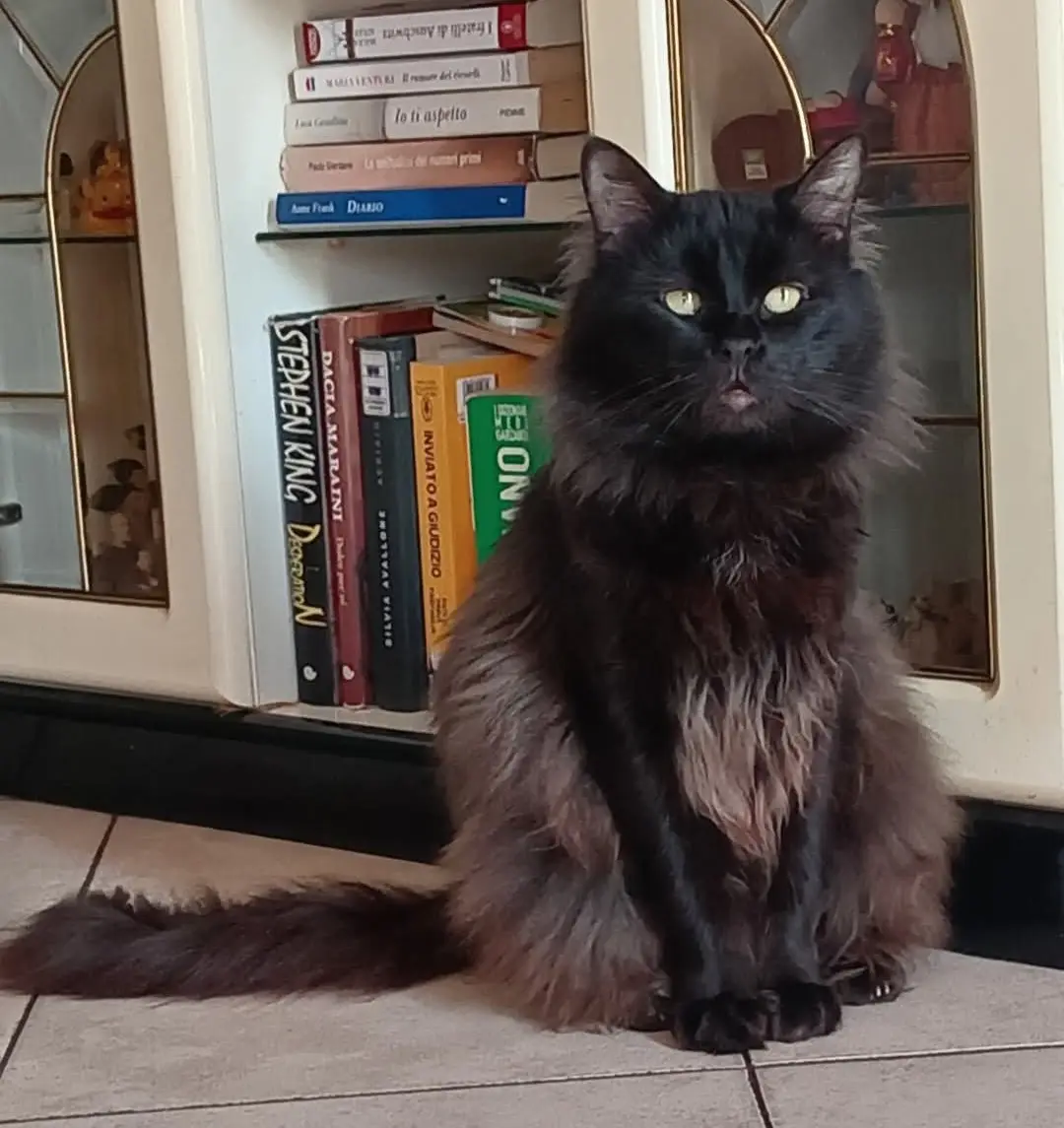 gatto reunited   09068 Uda/Uta Gaetano