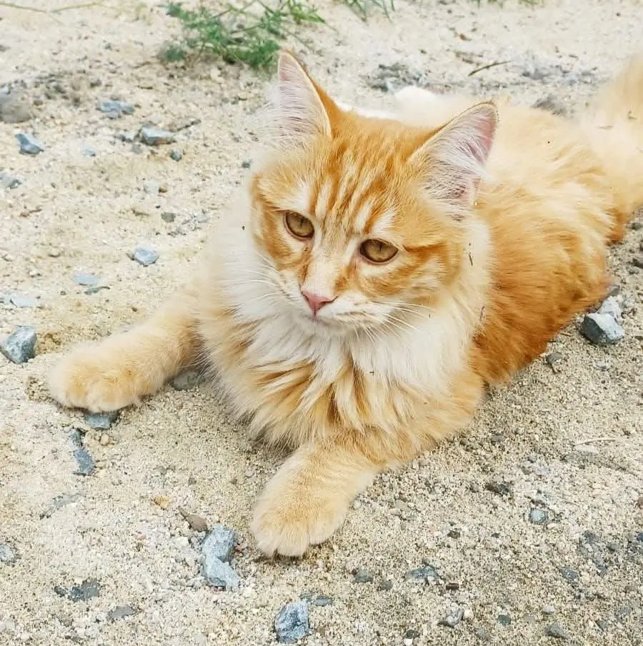 gatto reunited   09045 Quartu Sant'Aleni/Quartu Sant'Elena Jannick