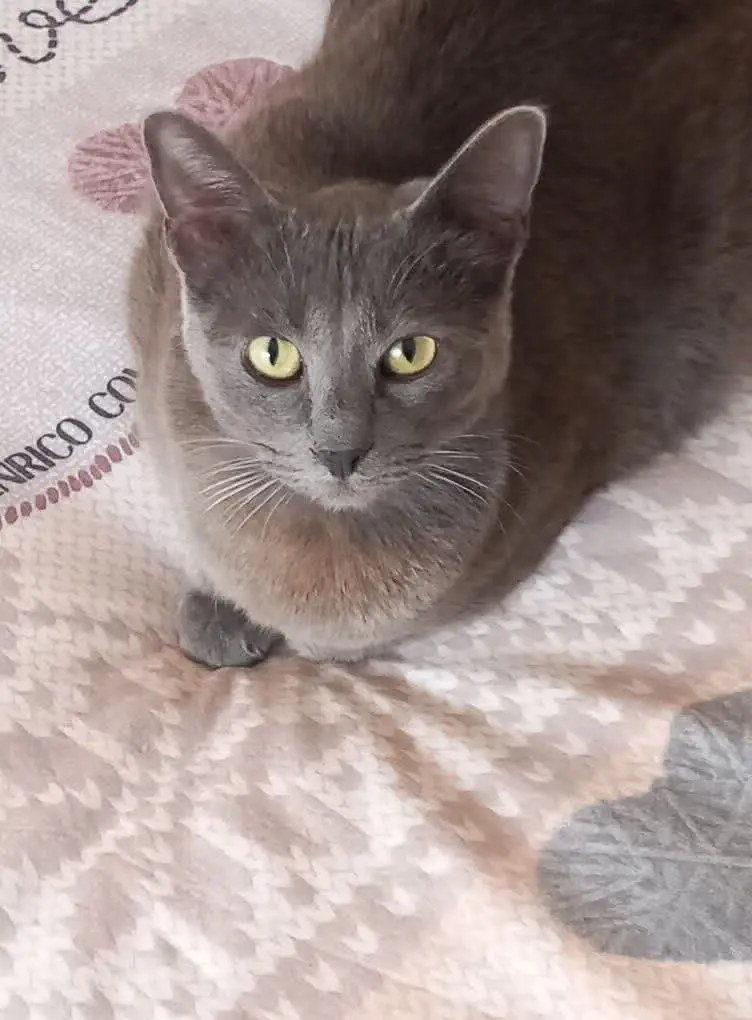 gatto reunited   09045 Quartu Sant'Aleni/Quartu Sant'Elena Mirtillo