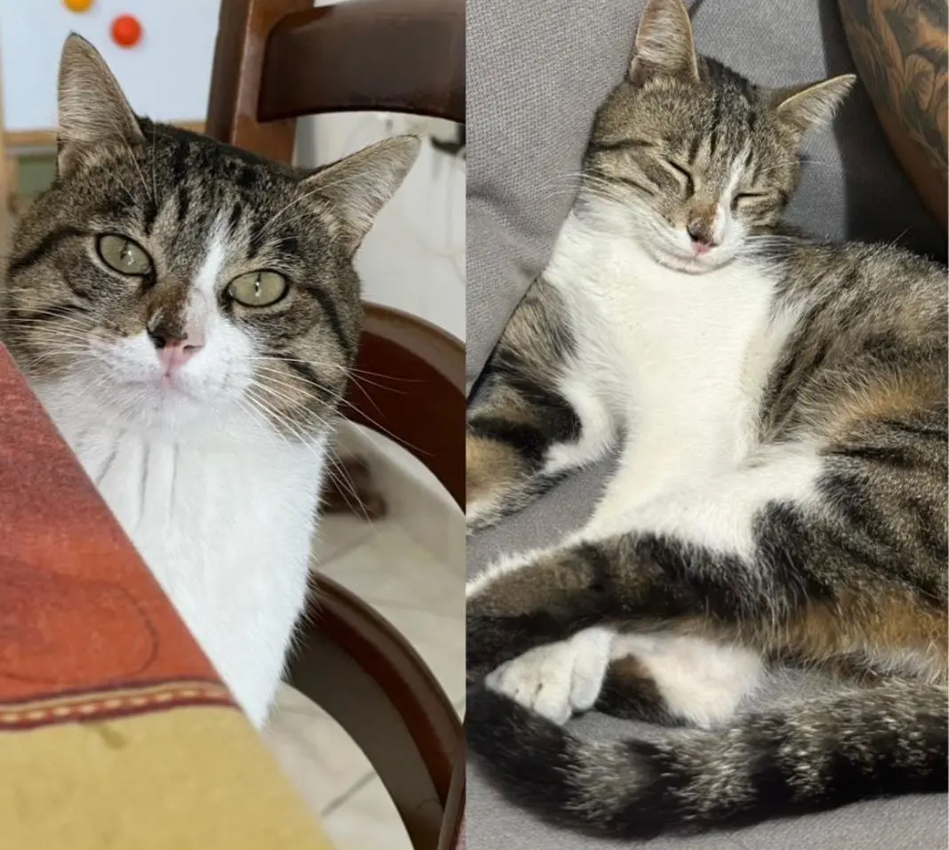 gatto reunited   09042 Paùli/Monserrato Muffin