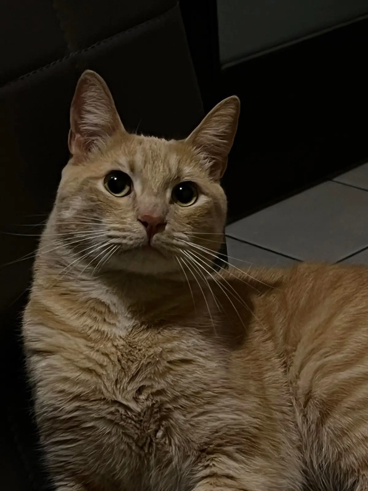 gatto reunited   09045 Quartu Sant'Aleni/Quartu Sant'Elena Pavo