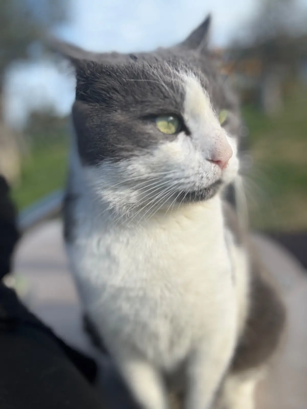 gatto reunited  Via Stazione 09030 Su Masu/Elmas Roger