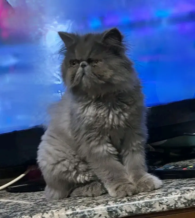 gatto reunited   09040 Maracalagonis Silvano