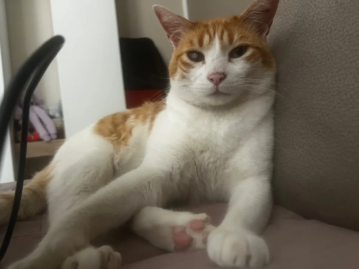 gatto reunited   09045 Quartu Sant'Aleni/Quartu Sant'Elena Tello