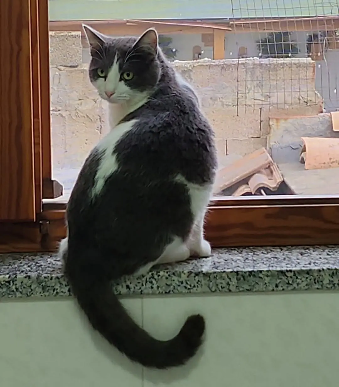 gatto reunited   09068 Uda/Uta Tom