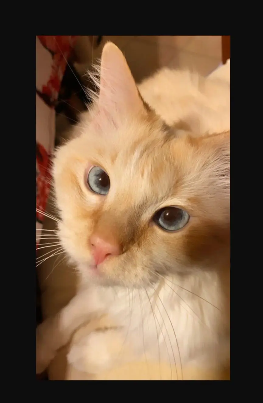 gatto reunited   09048 Sìnnia/Sinnai Tommy