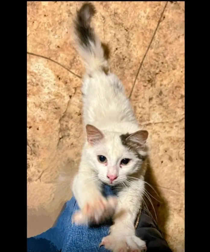 gatto reunited   09028 Sestu Ughetto