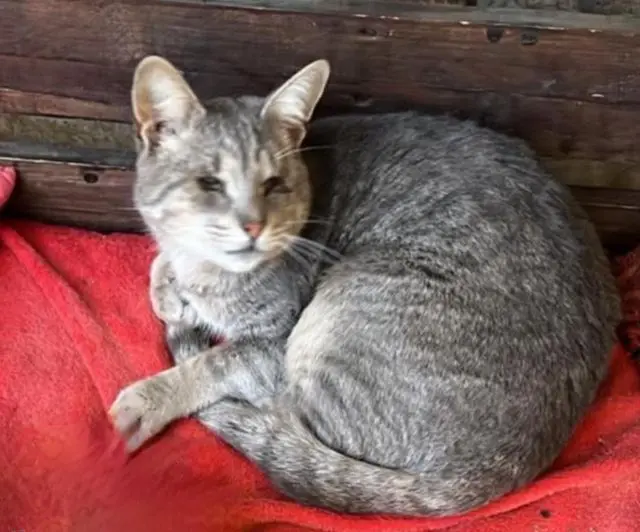 gatto reunited   09047 Ceraxus/Selargius Willy