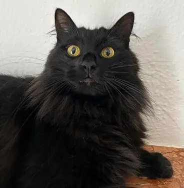 gatto reunited   86021 Bojano Calcifer