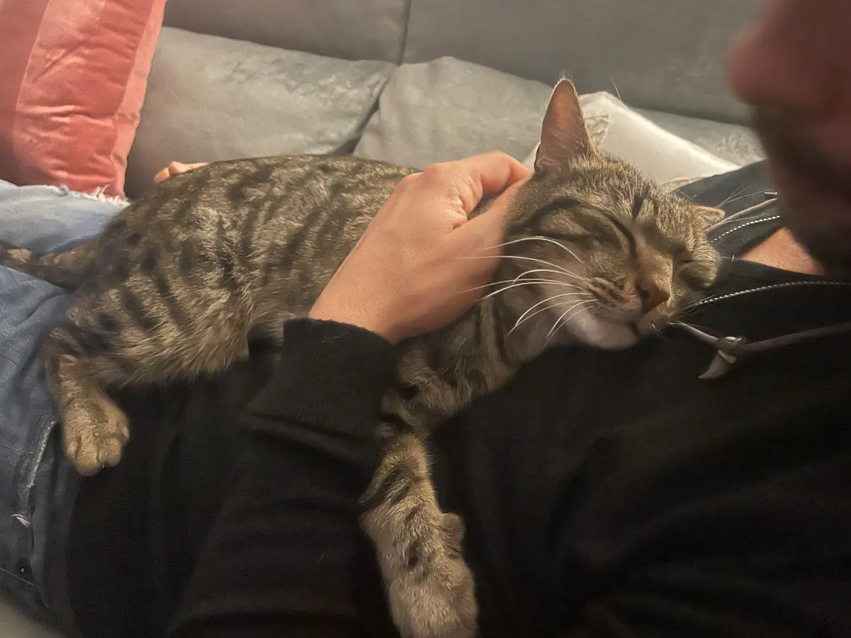 gatto reunited    Florence Loki