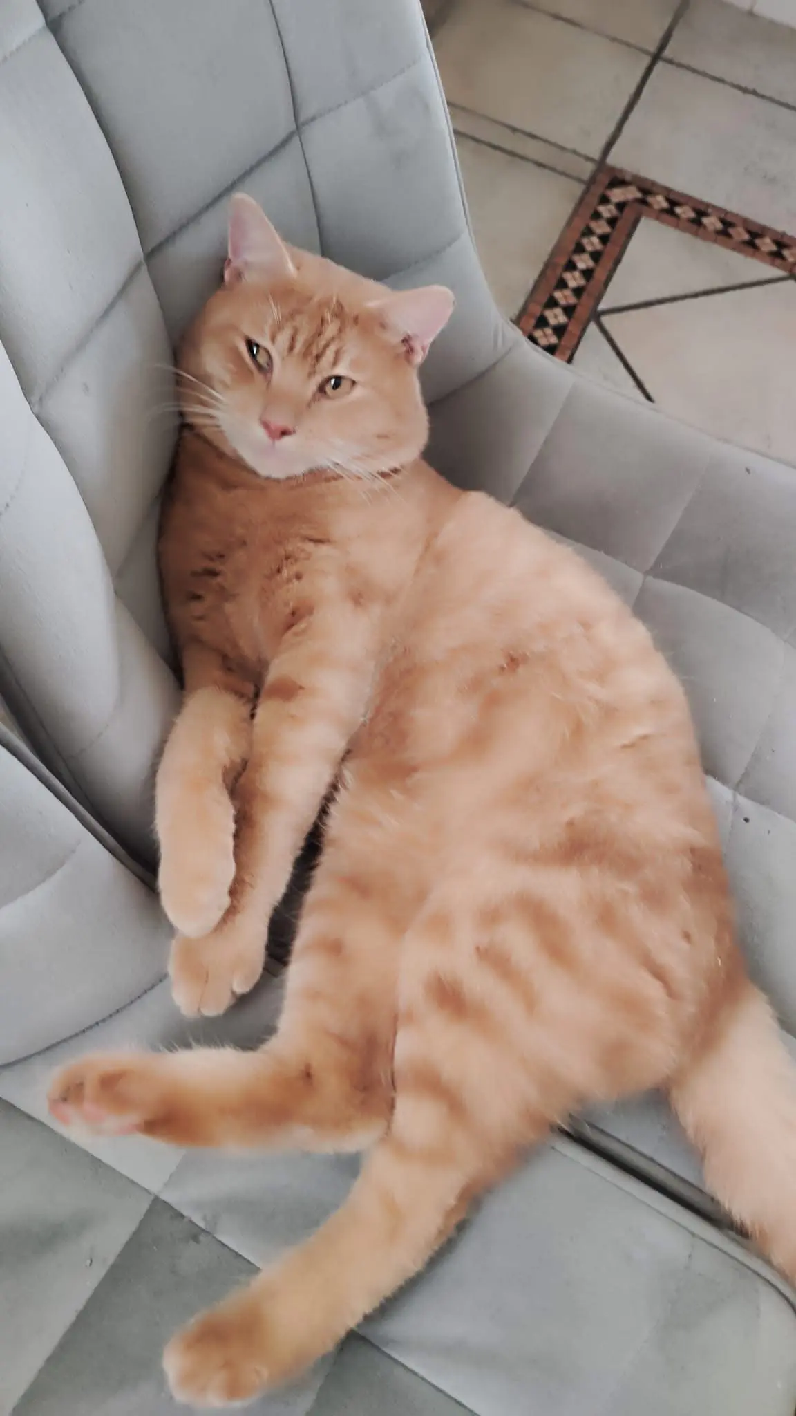 gatto reunited   63900 Fermo Birbi