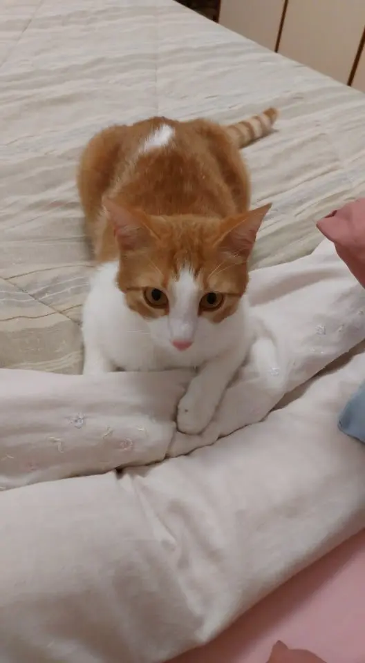 gatto reunited   63900 Fermo Hermes